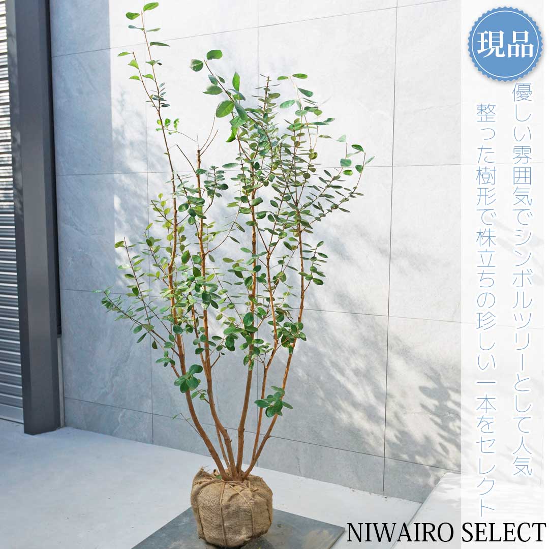 楽天市場】【現品】【フェイジョアの木】本株立ち 自然風樹形 樹高H