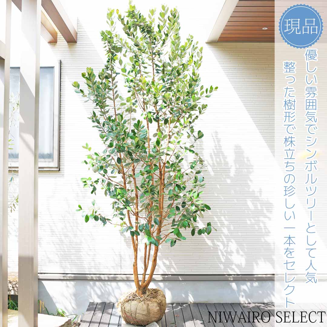 楽天市場】【フェイジョア】クーリッジ 本株立ち 自然樹形 樹高H≒225