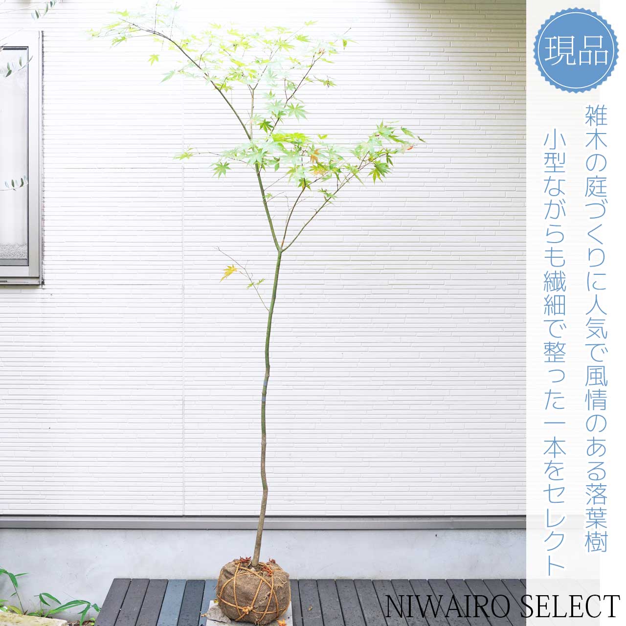 楽天市場】山採り【モミジ】ヤマモミジ 自然樹形 樹高H≒200 × 枝張W