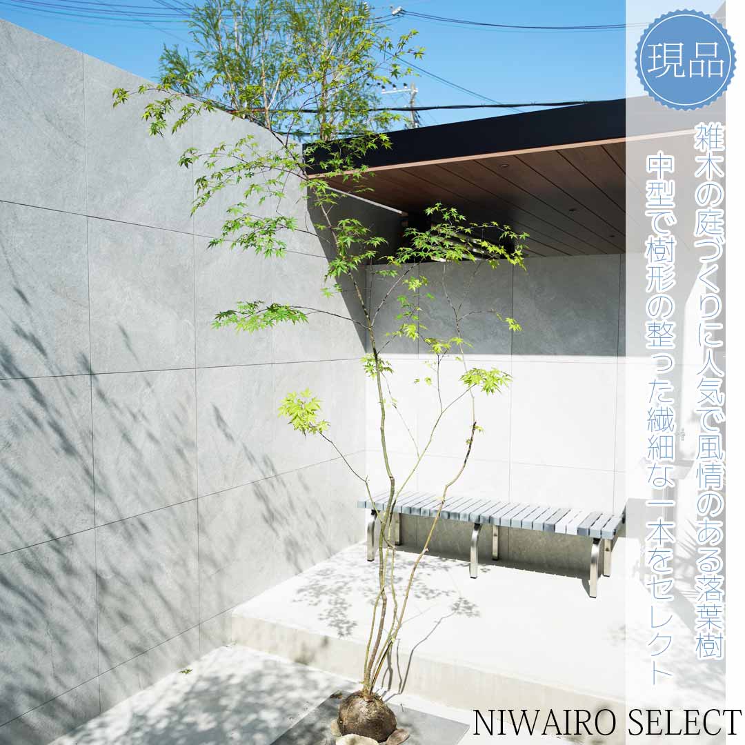 楽天市場】【現品】山採り【イロハモミジ】紅葉 株立ち 自然風樹形