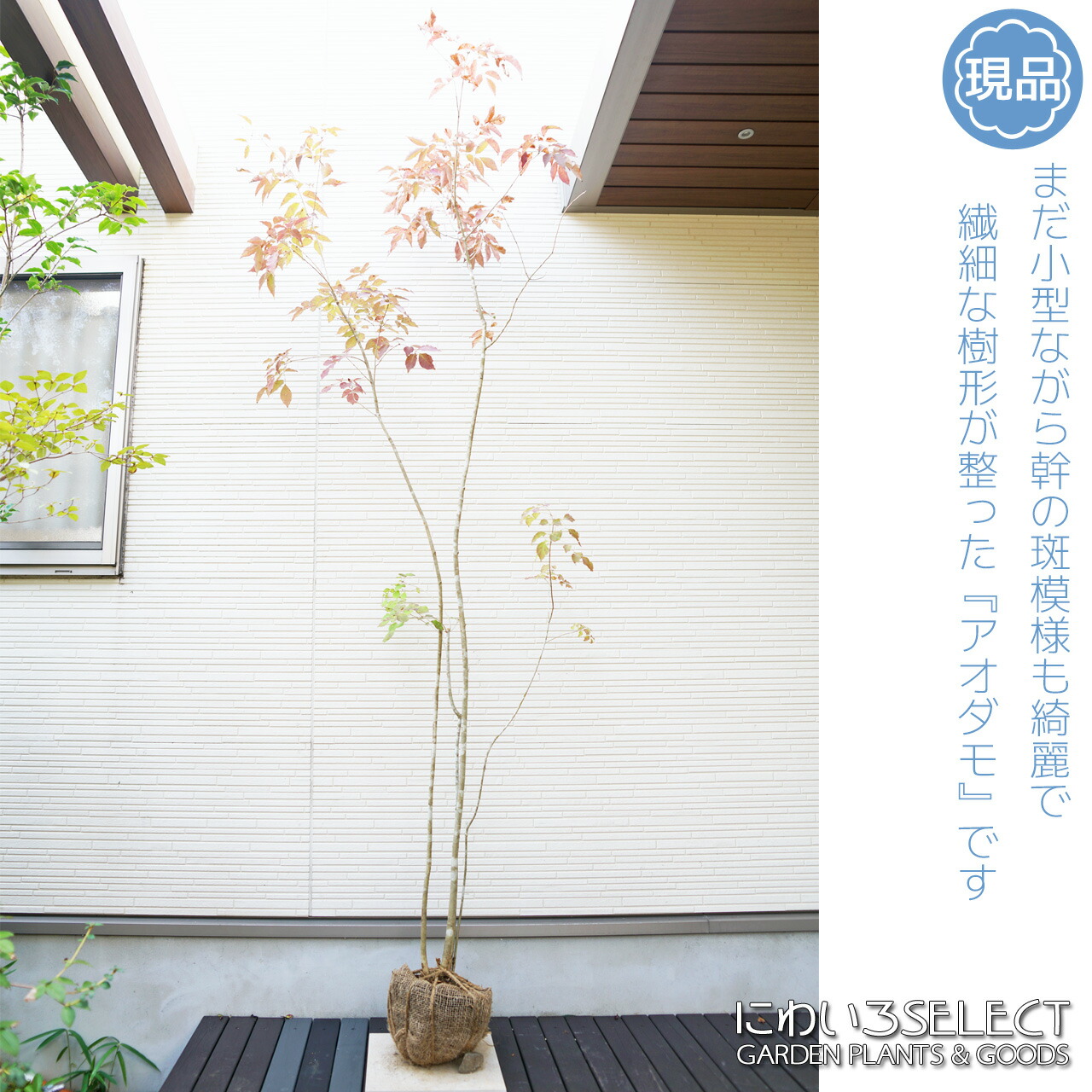 3 山採り　アオダモ スタッフブログ 発送作業16 山採りアオダモ - にわいろSELECT