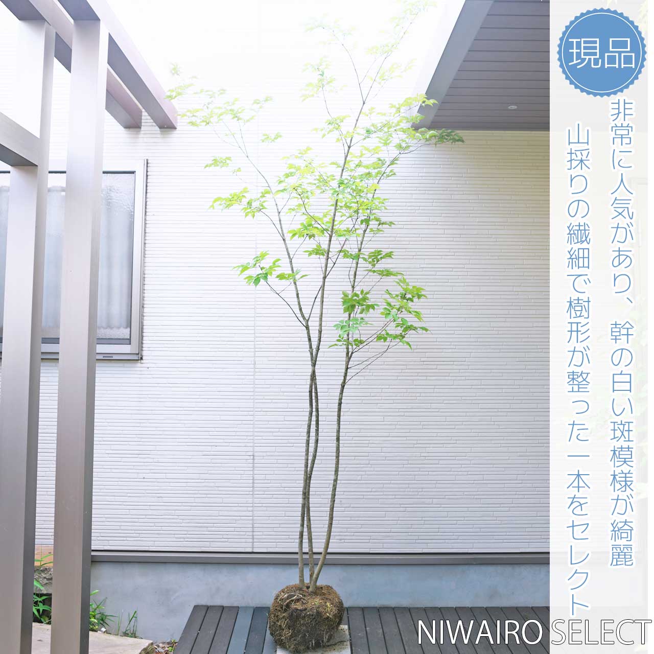 抜群。山採りアオダモ。 カミングスーン アオダモ 山採り | 八進緑産株式会社