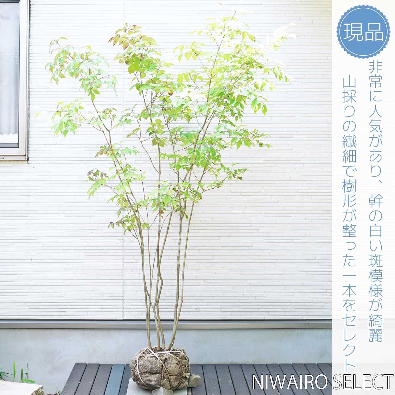 楽天市場】山採り【アオダモ】 株立ち 自然樹形 コバノトネリコ 樹高H