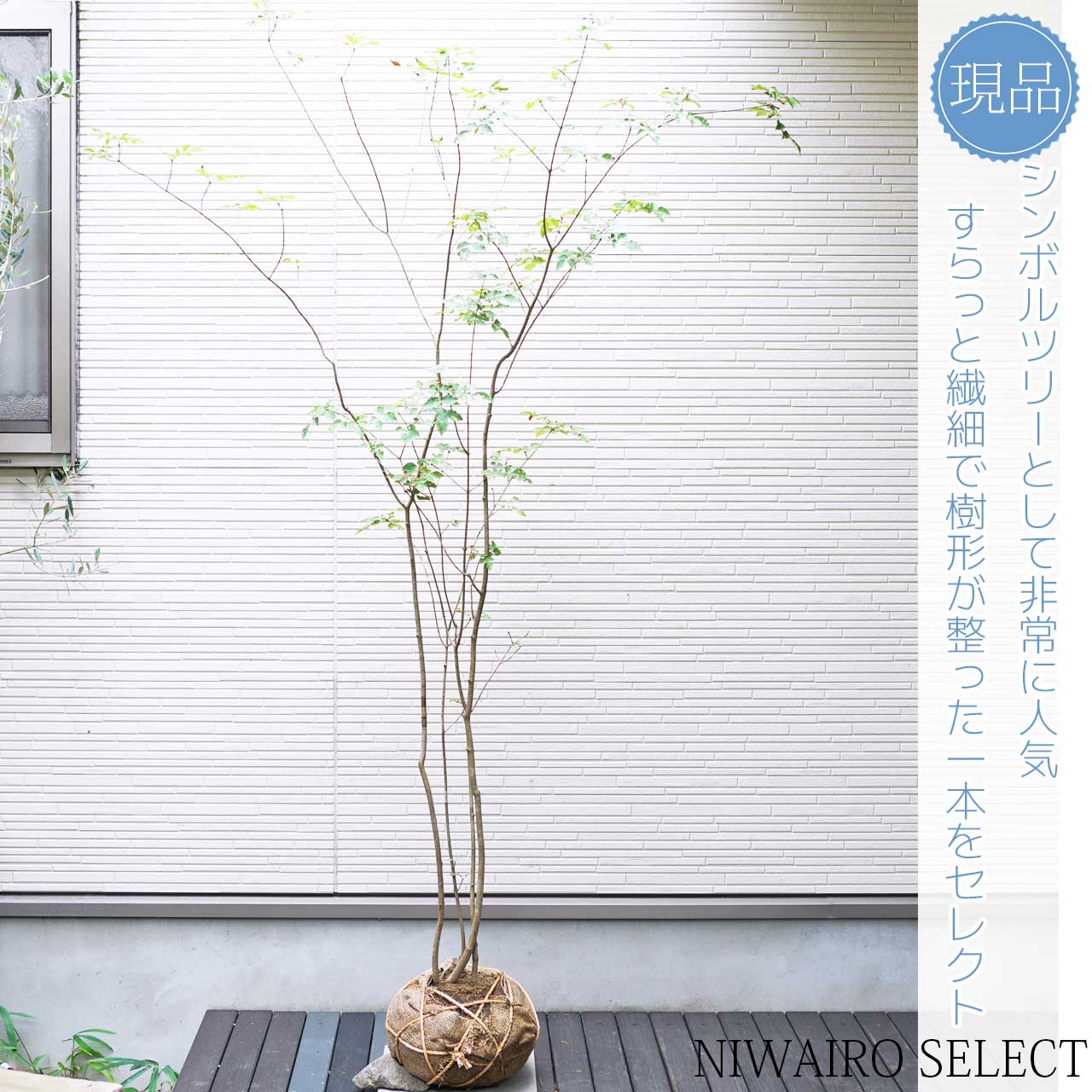 楽天市場】山採り【アオダモ】 株立ち 自然樹形 コバノトネリコ 樹高H