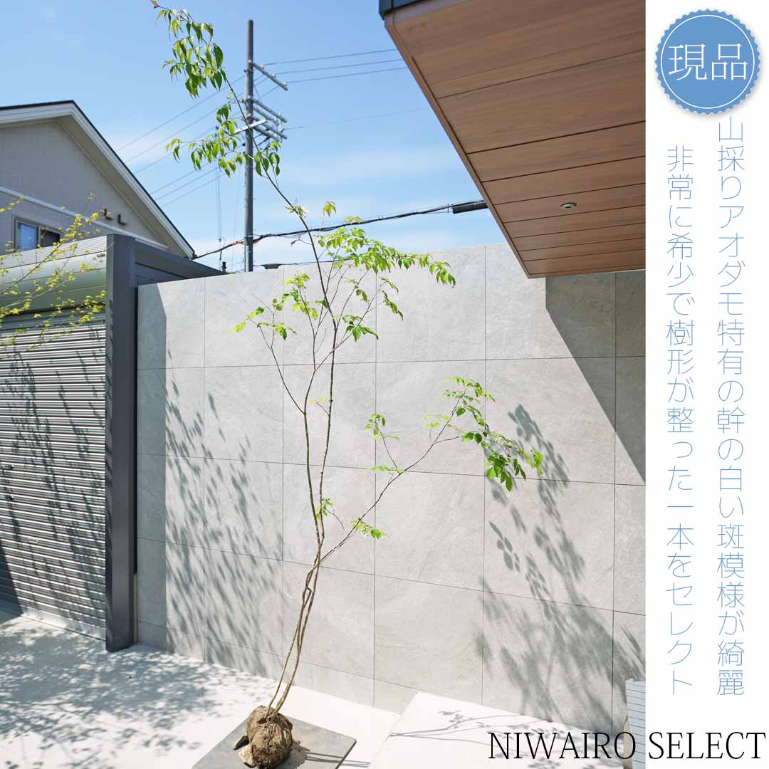 楽天市場】アオダモ 山採りの通販