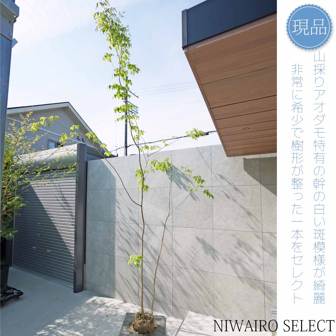 楽天市場】アオダモ 山採りの通販