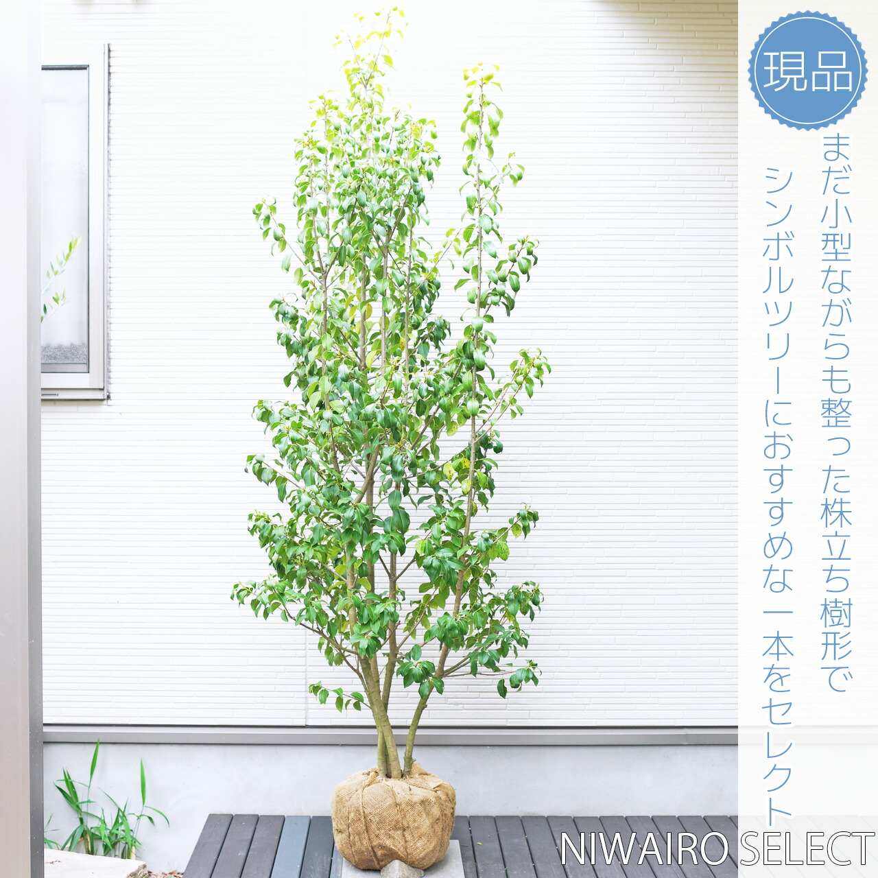 楽天市場】【ソヨゴ】 自然樹形 株立ち 樹高H≒195 × 枝張W≒75cm 高木