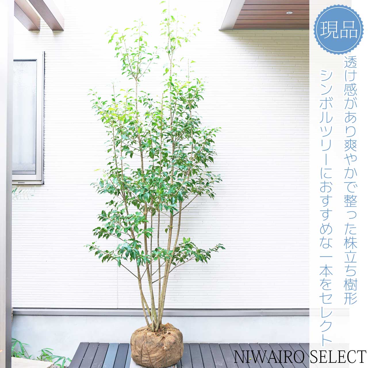 楽天市場】【ソヨゴ】 株立ち 自然樹形 雌株 樹高H≒225 × 枝張W≒90cm