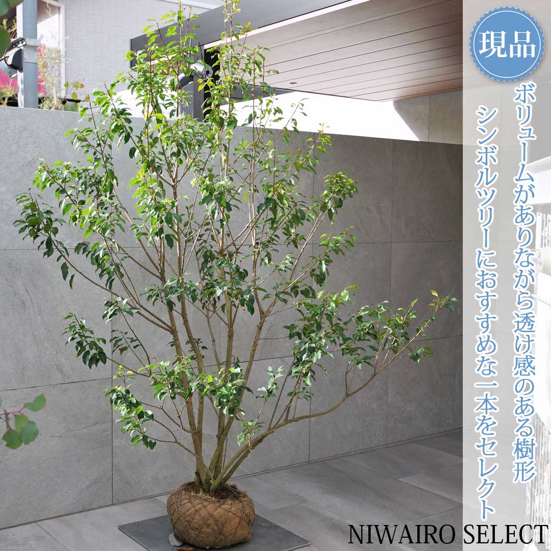 植木 ソヨゴ 常緑樹」の人気商品一覧 | 安い商品を通販サイトから探す