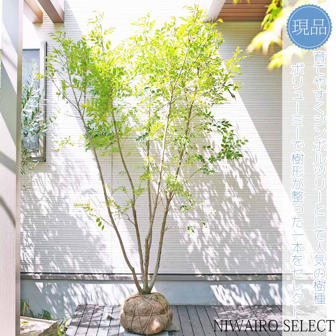 楽天市場】【シマトネリコ】 本株立ち 自然樹形 樹高H≒210 × 枝張W