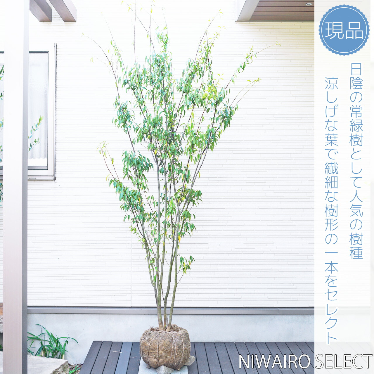 楽天市場】【ハイノキ】 自然樹形 株立ち 雑木風 樹高H≒210 × 枝張W