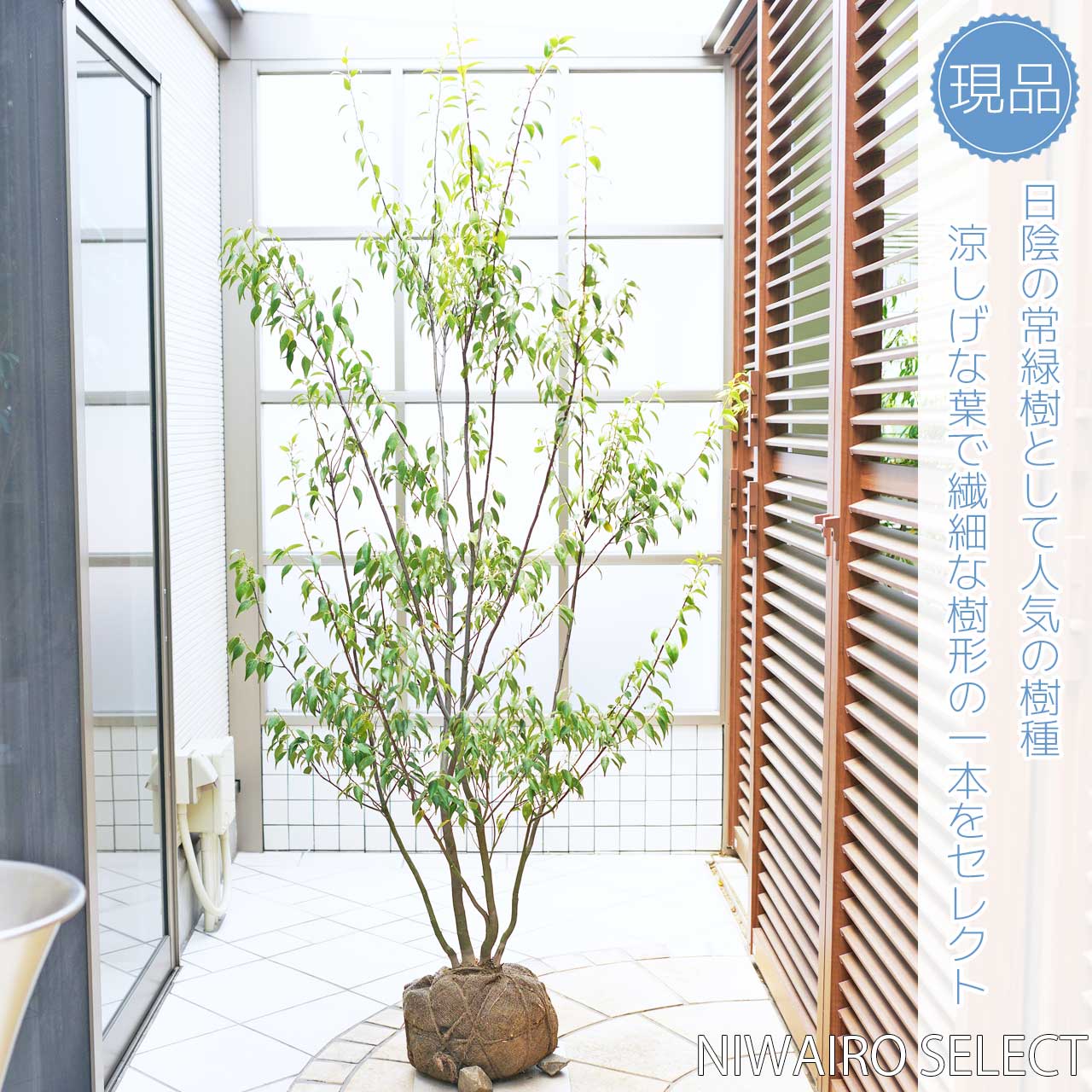 楽天市場】【ハイノキ】 自然樹形 株立ち 雑木風 樹高H≒180 × 枝張W