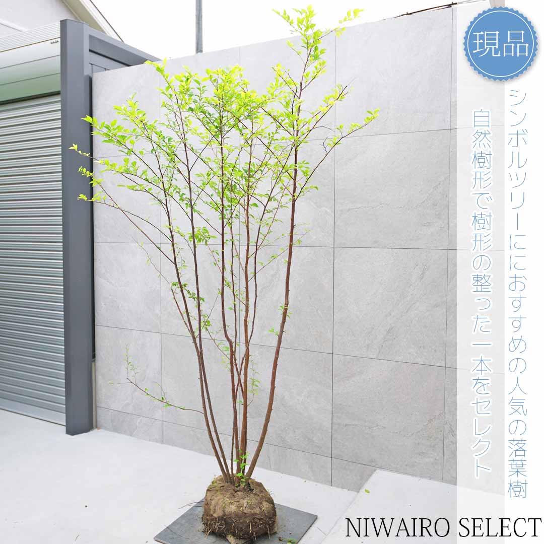 楽天市場】【現品】【エゴノキ】株立ち 自然風樹形 樹高H≒230 × 枝張W
