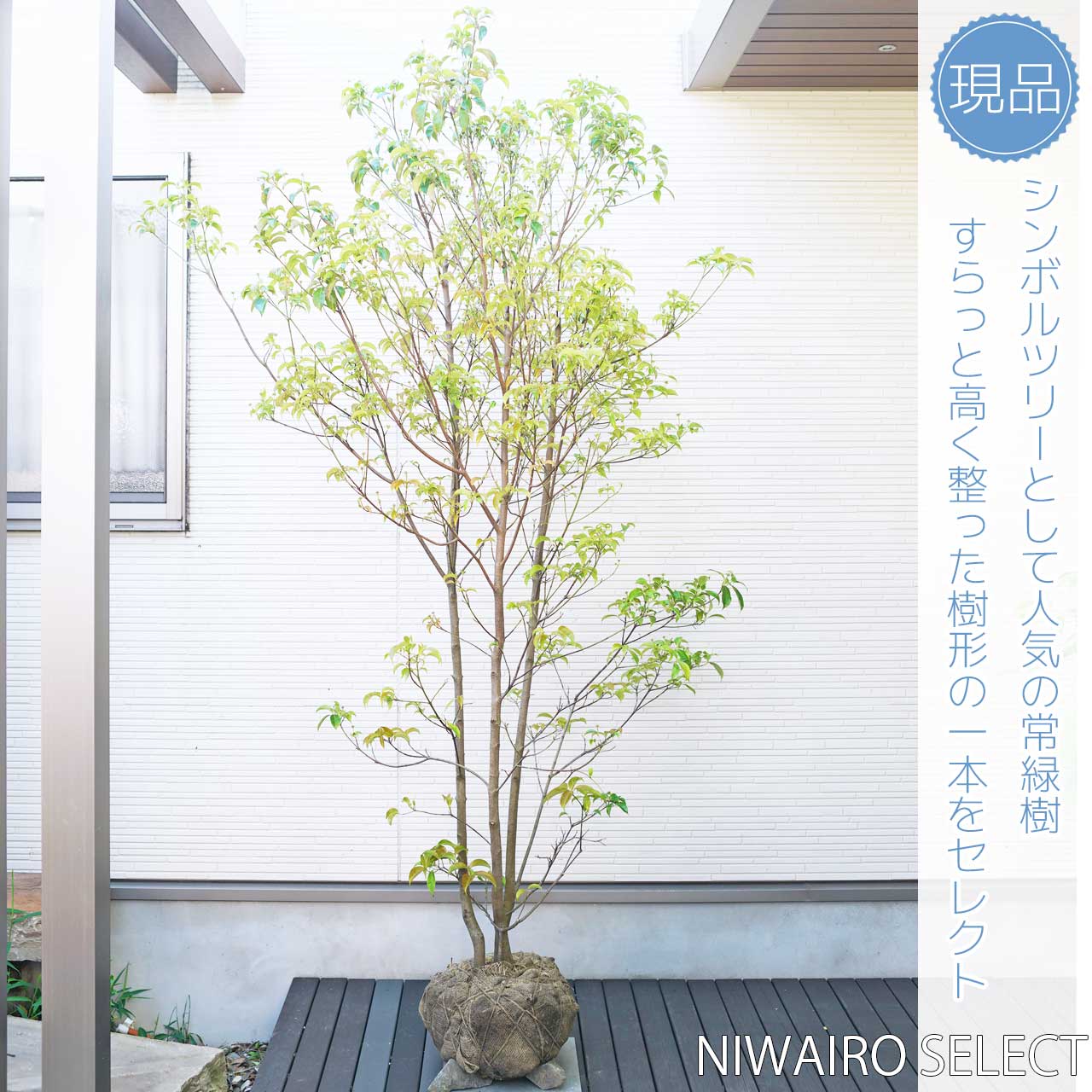 楽天市場】【常緑ヤマボウシ】 ホンコンエンシス 月光 株立ち 自然樹形