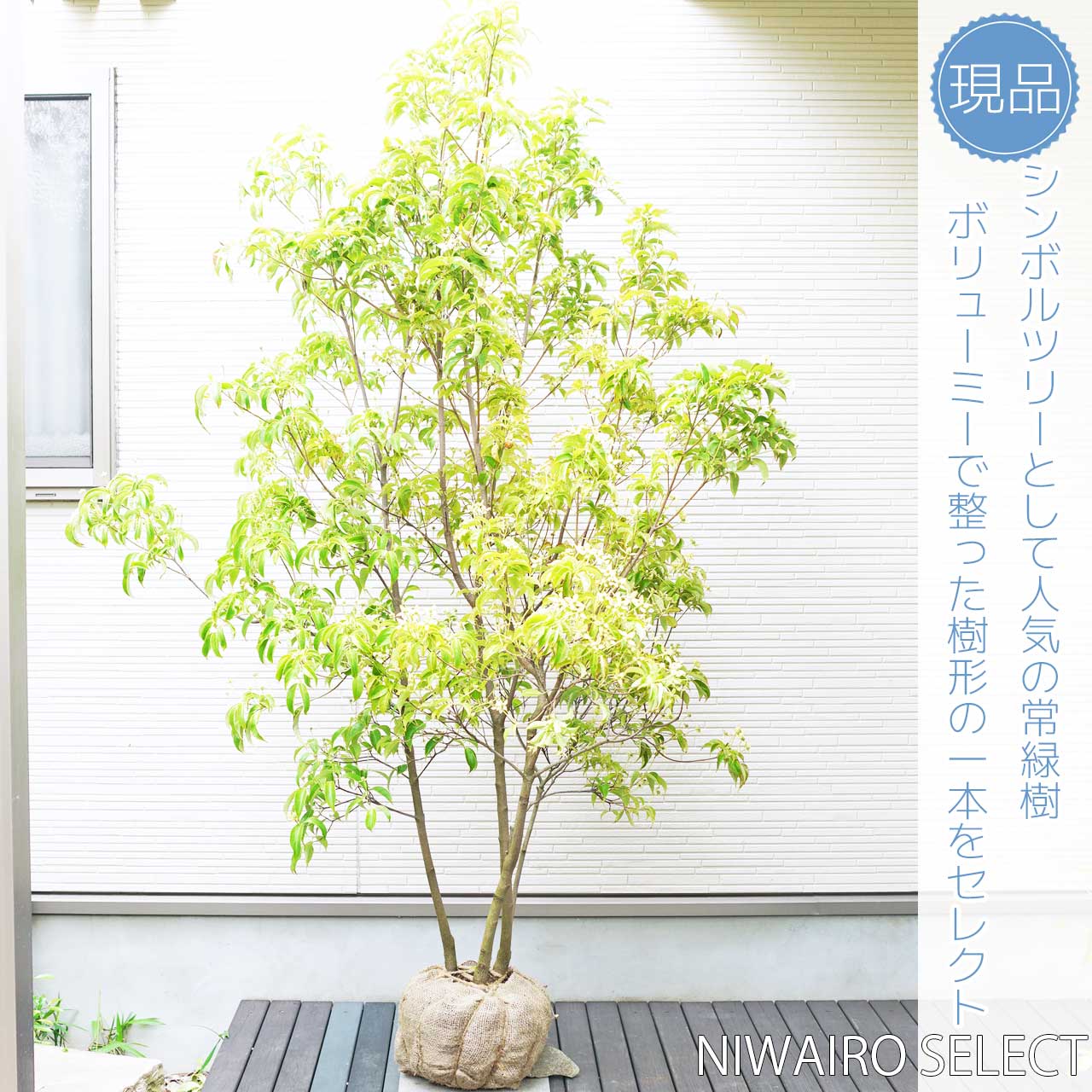 楽天市場】【常緑ヤマボウシ】 ホンコンエンシス 月光 株立ち 自然樹形