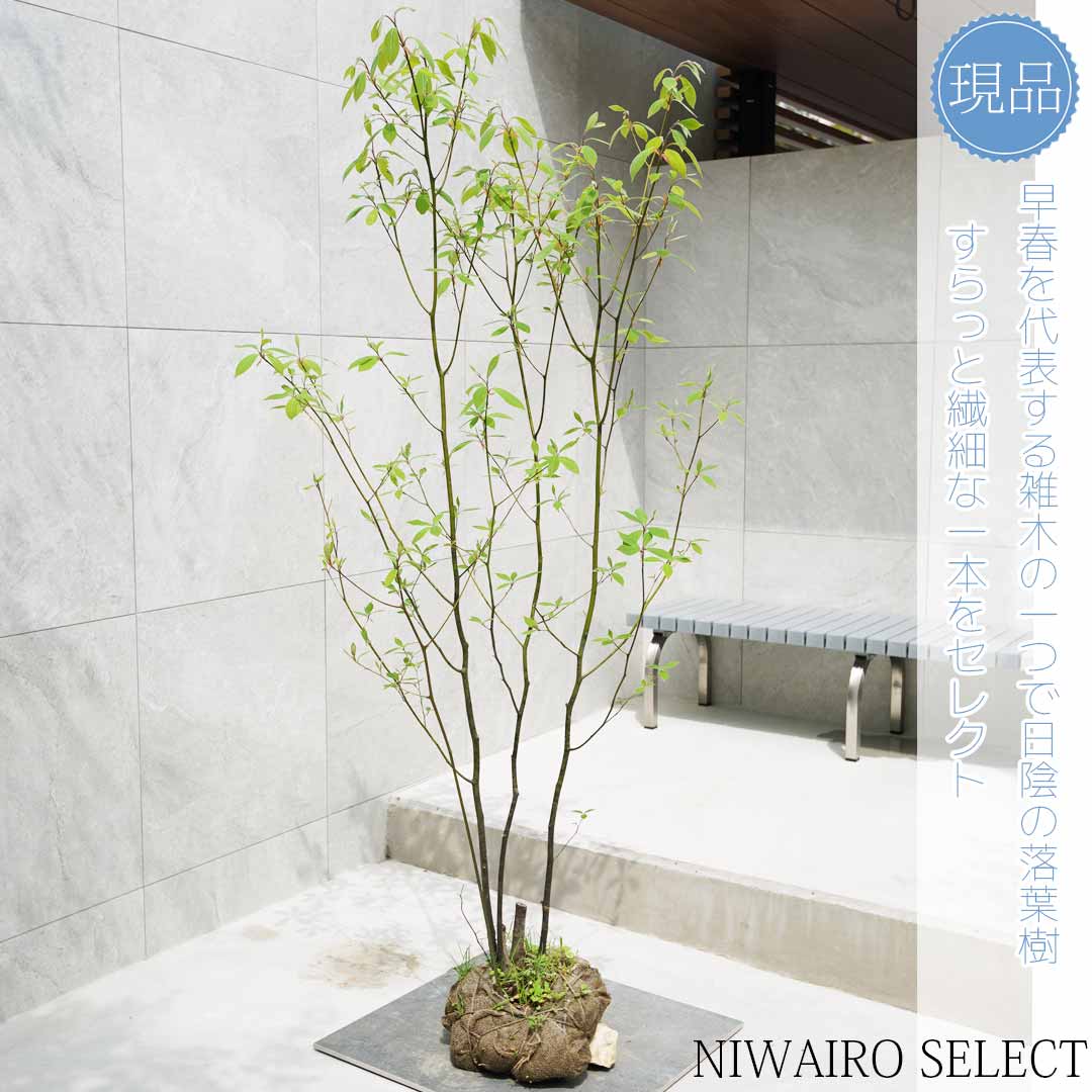 楽天市場】【現品】【クロモジ】黒文字 株立ち 自然風樹形 樹高H≒170