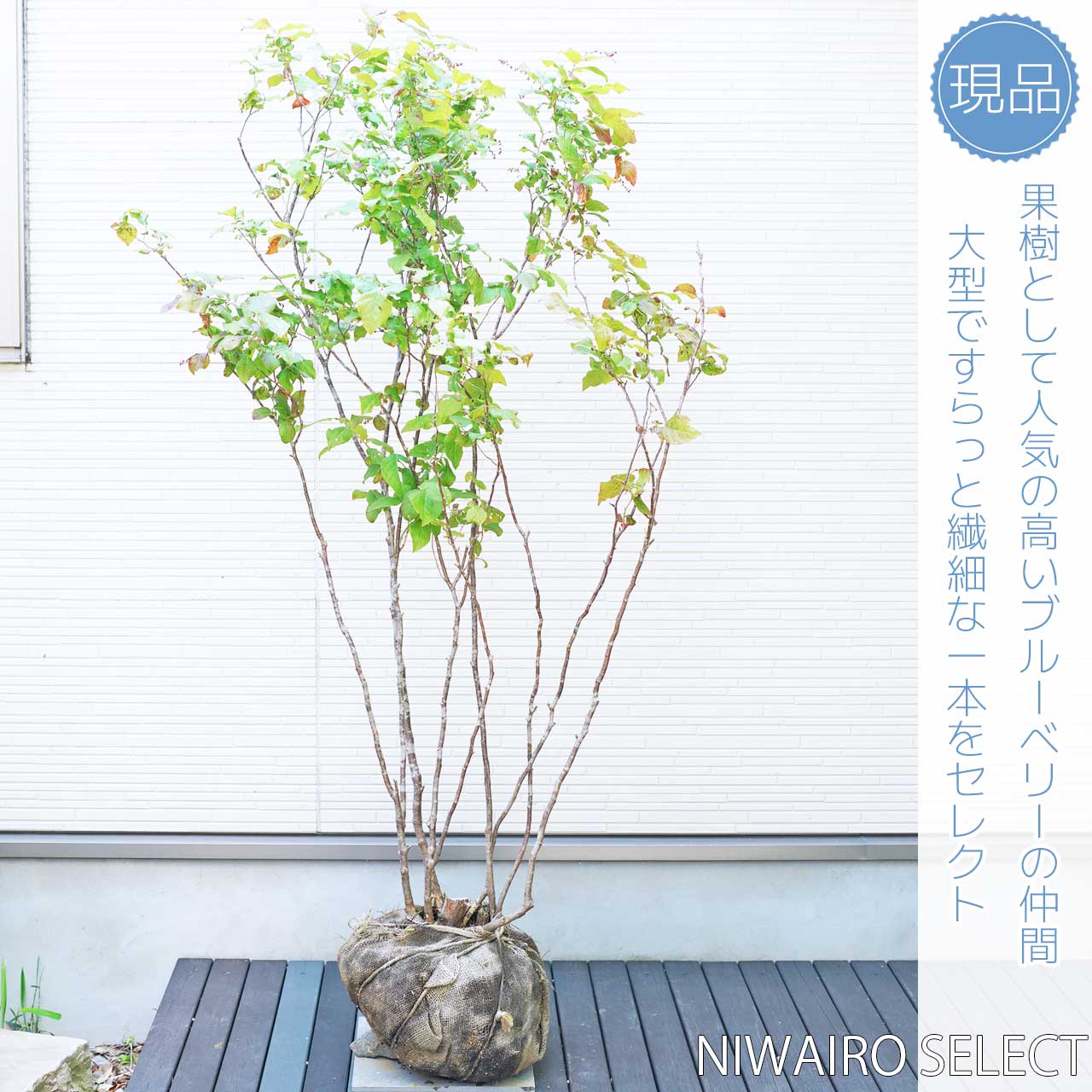 楽天市場】【ナツハゼ】 本株立ち 夏櫨 自然樹形 樹高H≒160 × 枝張W