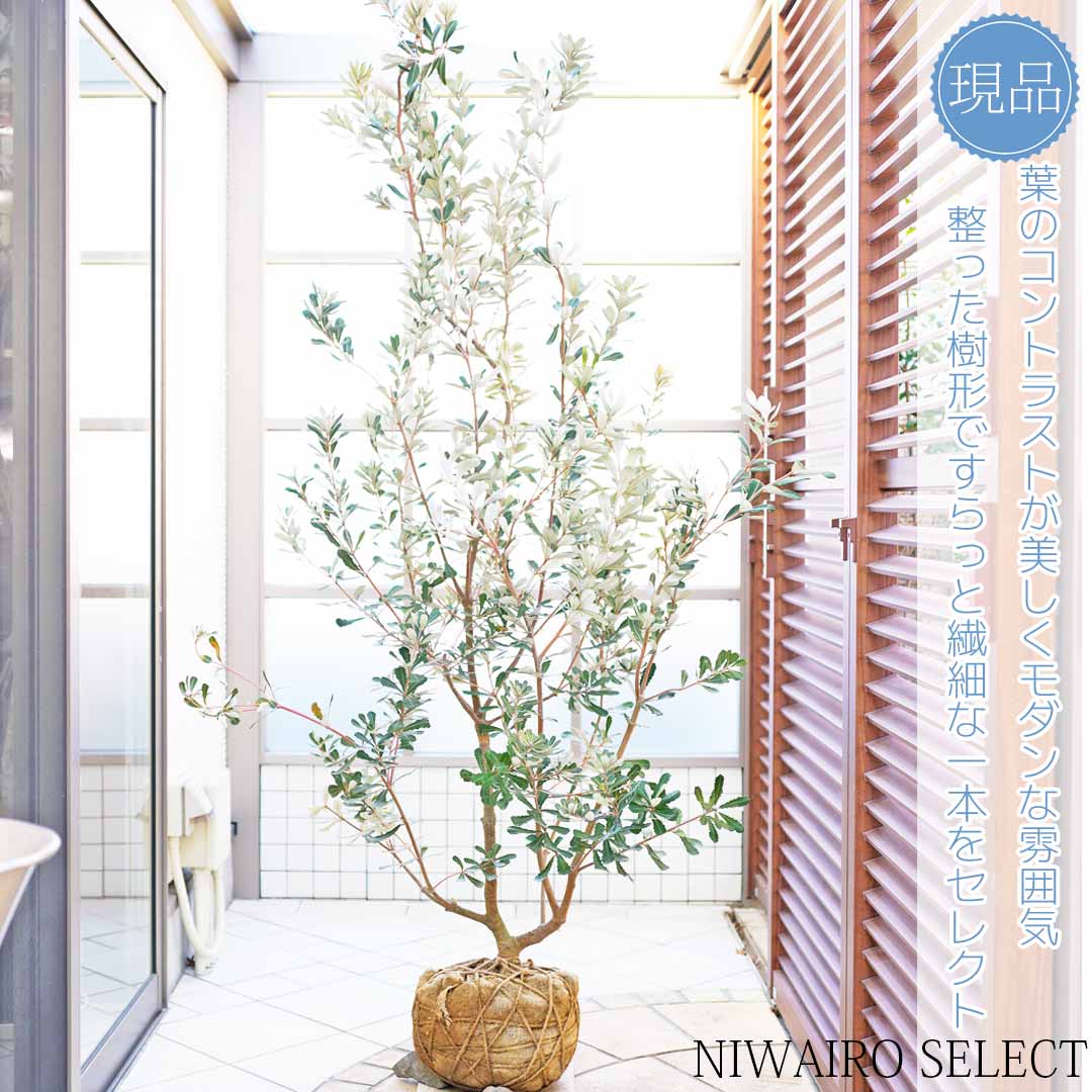 楽天市場】【バンクシア】コースト オージープランツ 本株立ち 自然樹