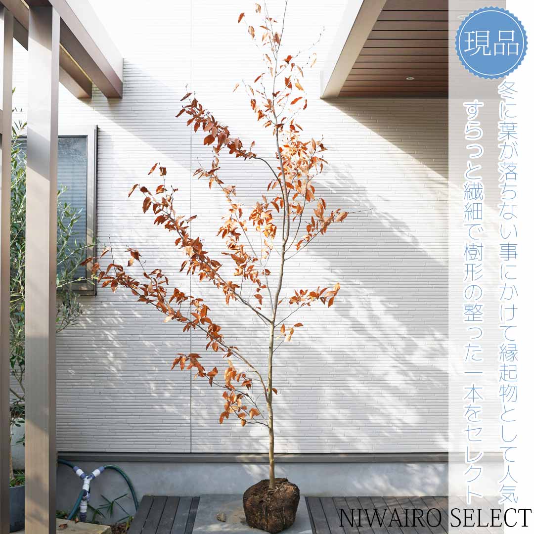 楽天市場】【現品】【ヤマコウバシ】山香ばし 自然風樹形 樹高H≒285