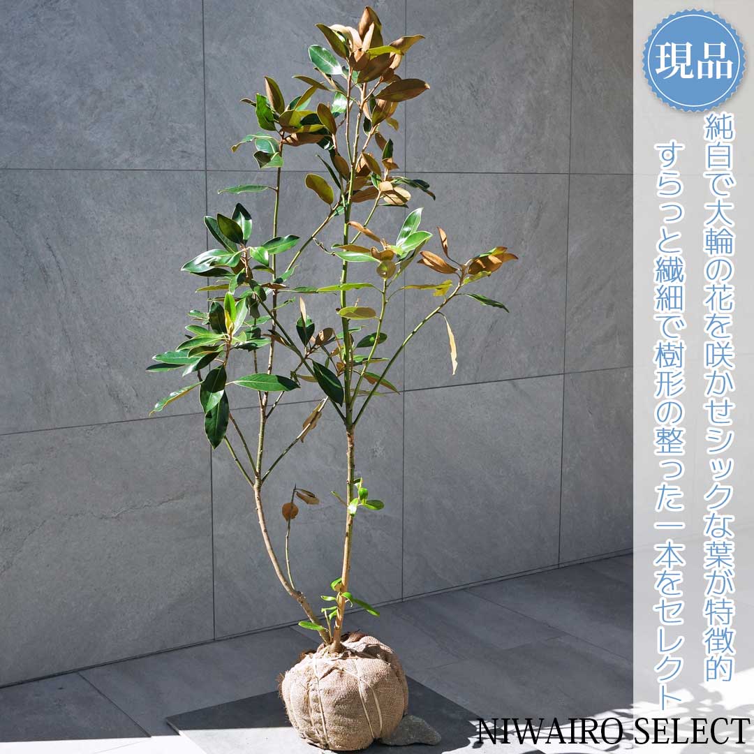 楽天市場】【現品】【リトルジェム】タイサンボク 泰山木 矮性 自然風