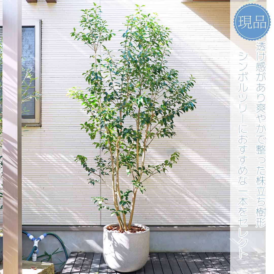 楽天市場】鉢植え【ソヨゴ】株立ち 自然風樹形 雌株 全高H≒215 × 枝張