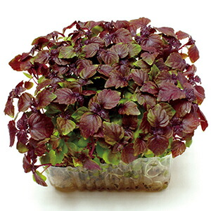 楽天市場】赤 しそ 苗の通販