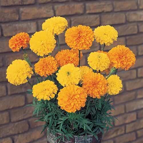 楽天市場】アフリカンマリーゴールド 種 【 アイシス ミックス 】 実咲