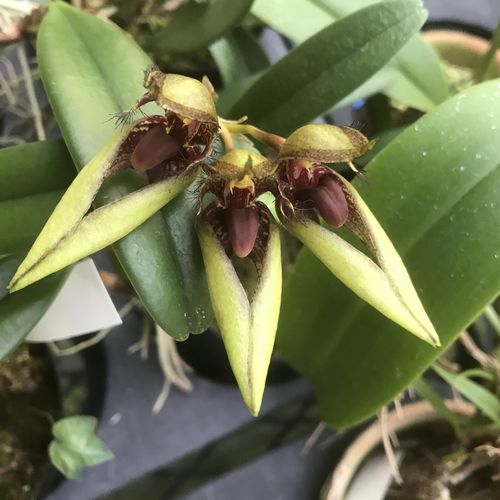 楽天市場】Bulb. pingtungense バルボフィラム属 ピントンゲンセ