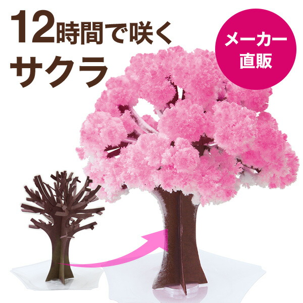 楽天市場】【メール便】マジック桜 Magic桜 12時間で咲く感動のサクラ