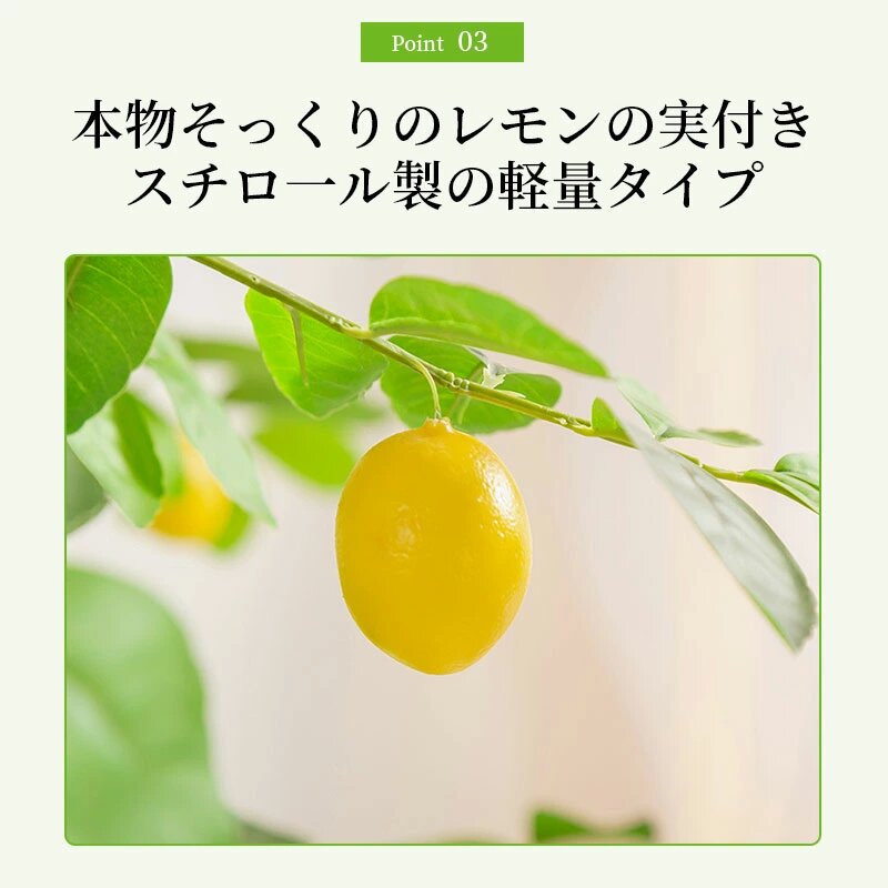 楽天市場】観葉植物 実付レモンの木 レモンの木 レモン 90/120/140/160