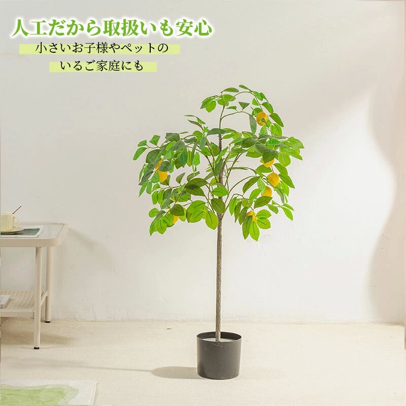 楽天市場】観葉植物 実付レモンの木 レモンの木 レモン 90/120/140/160