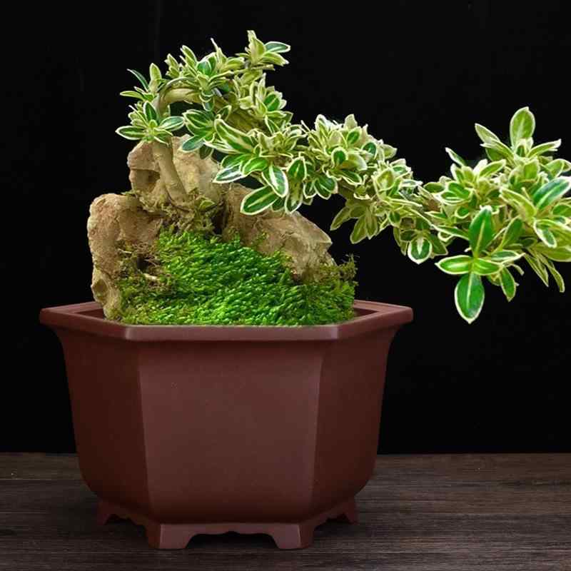 盆栽鉢 高級」の人気商品一覧 | 安い商品を通販サイトから探す - 価格.com