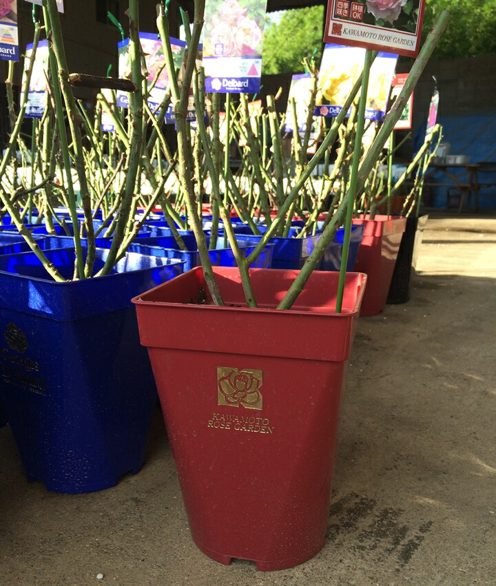 楽天市場】ブルー・ムーン・ストーン（大苗）7号鉢植え 四季咲き バラ