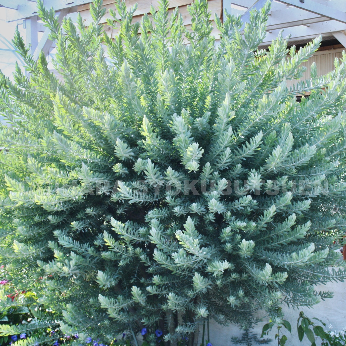 楽天市場】アカシア ブルーブッシュ（=コベニー） : おぎはら植物園