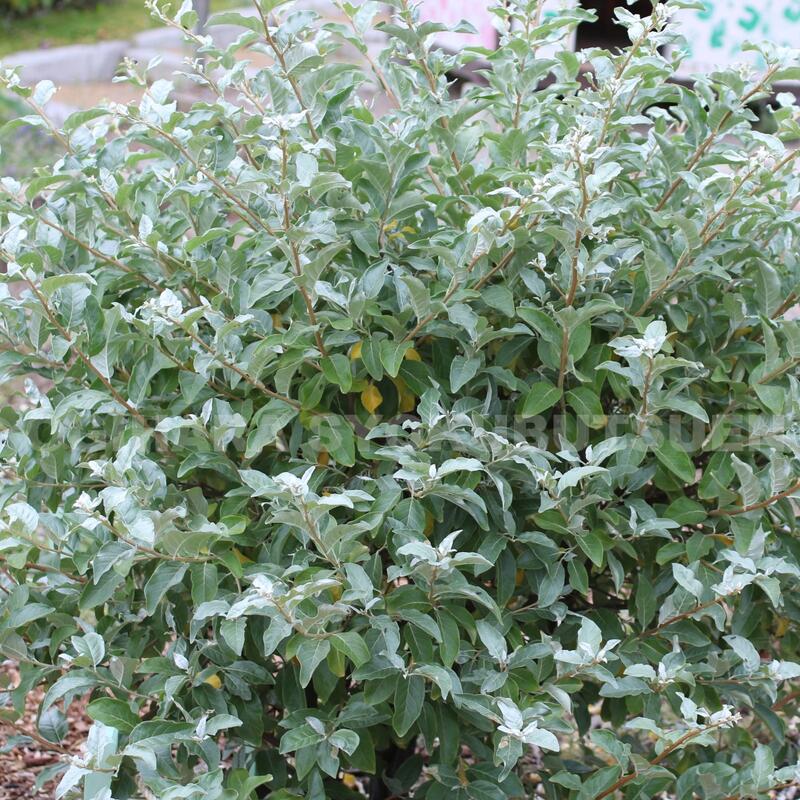 楽天市場】シマグミ : おぎはら植物園