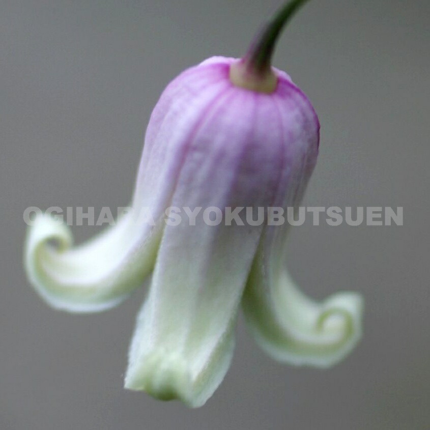 楽天市場】クレマチス バーシカラー 3年苗 : おぎはら植物園