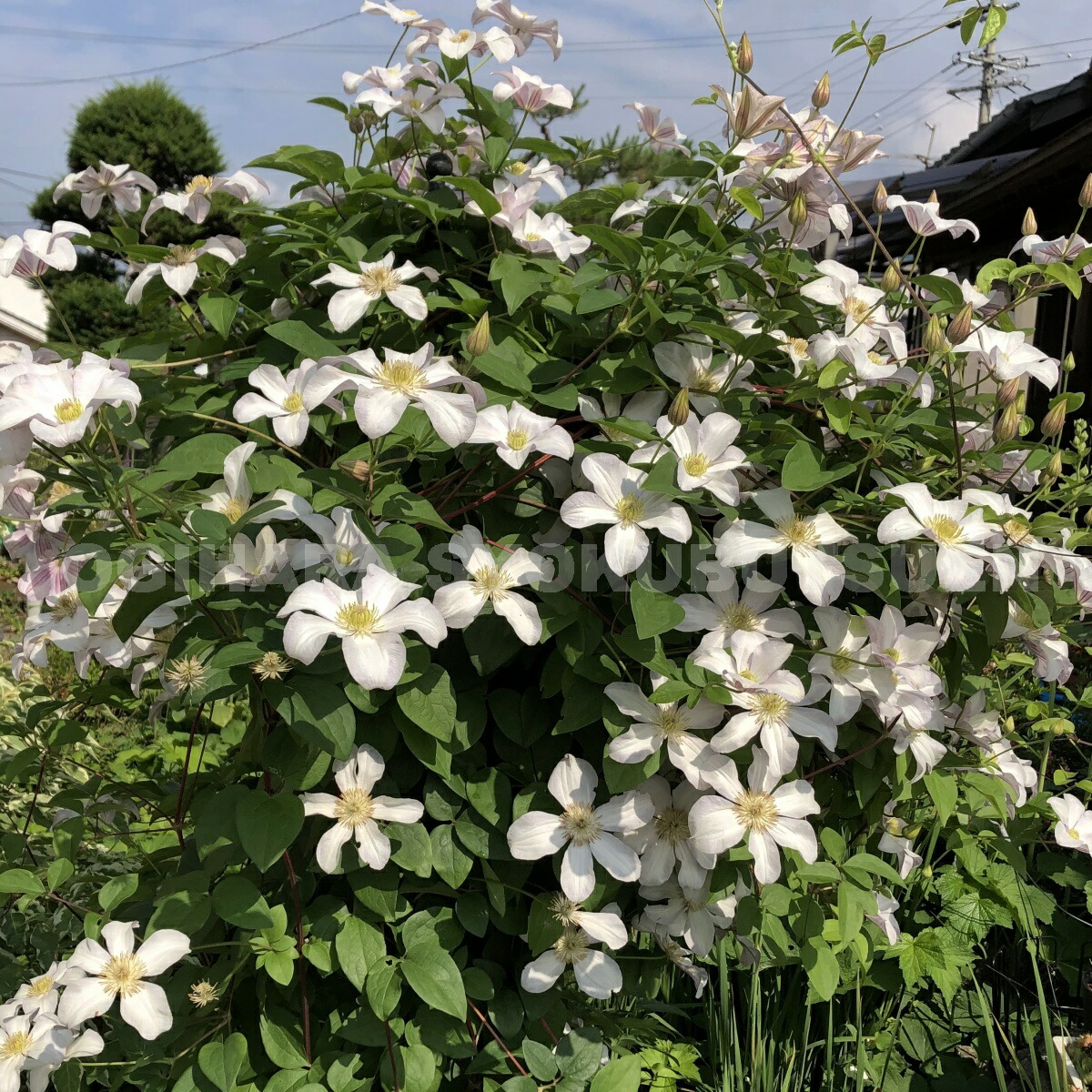 楽天市場】クレマチス 'フルディーン' 2年苗 : おぎはら植物園