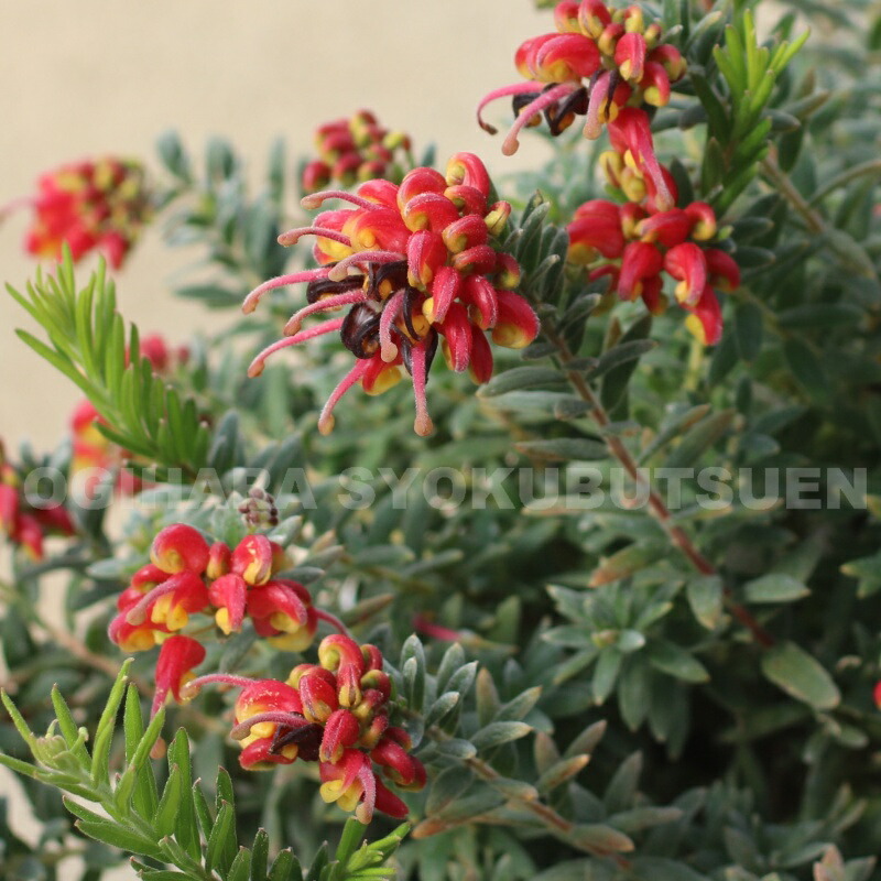 楽天市場】グレビレア ラニゲラ : おぎはら植物園