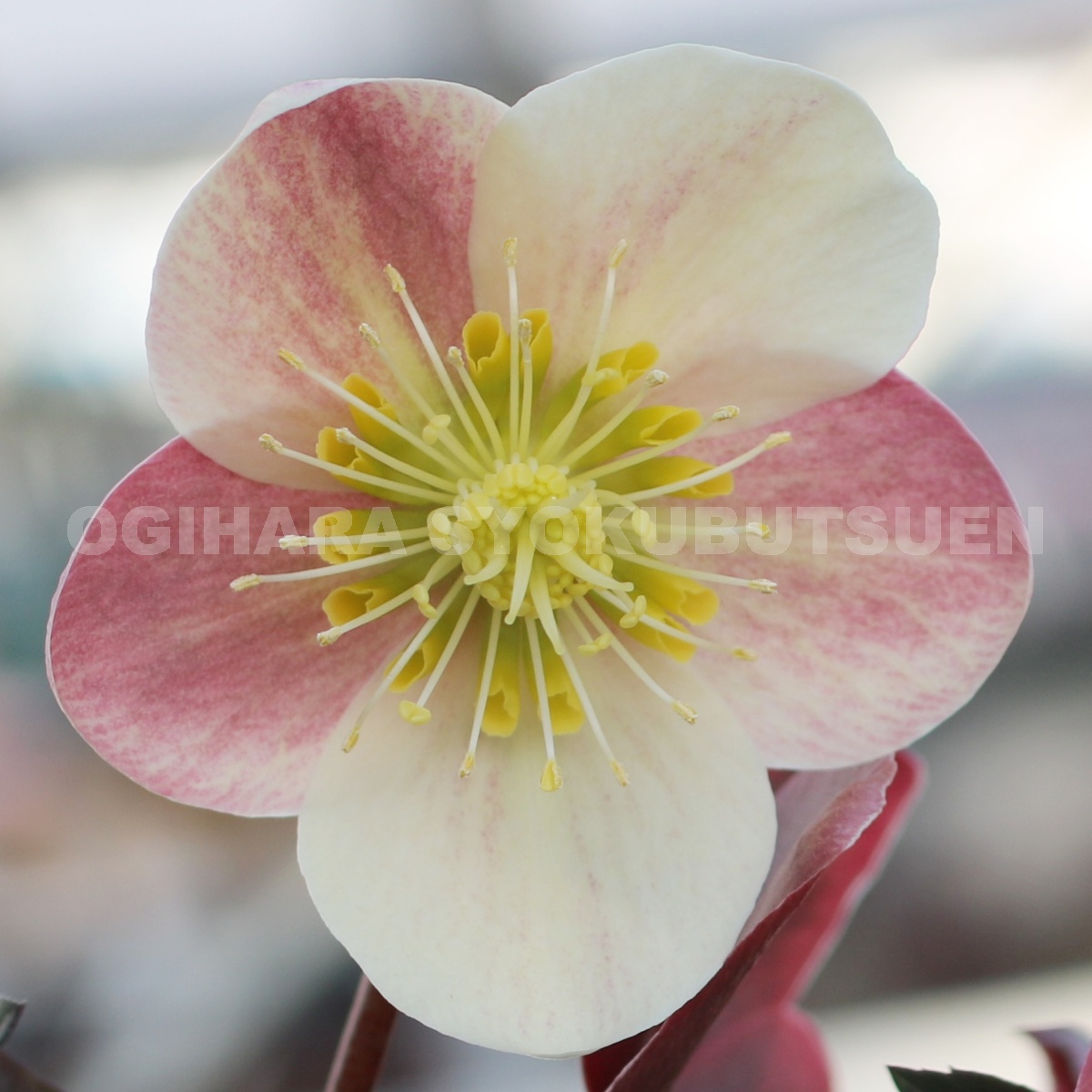 楽天市場】クリスマスローズ 'キャメロット' 大苗（5号）【開花終了