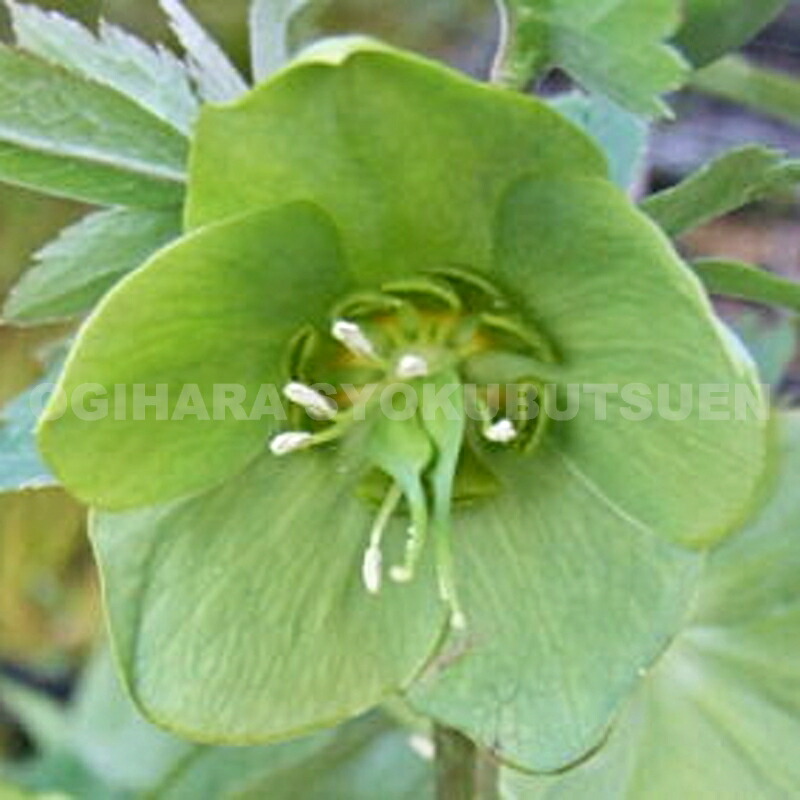 楽天市場】クリスマスローズ オドルス : おぎはら植物園