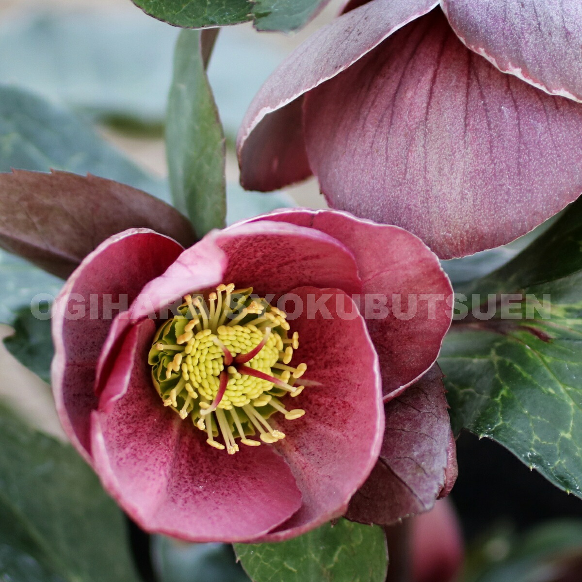 楽天市場】クリスマスローズ 'ピッパーズ パープル' 大苗 : おぎはら植物園