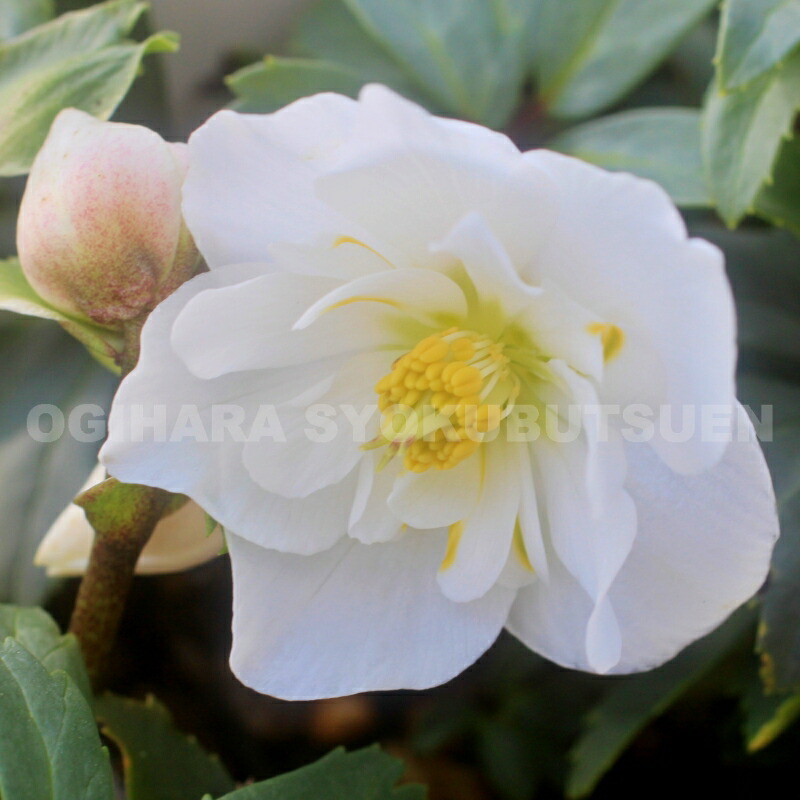 楽天市場】クリスマスローズ ニゲル ダブル 小苗 : おぎはら植物園