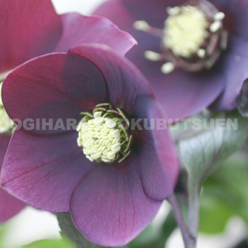 楽天市場】クリスマスローズ 紫系（シングル）大苗 : おぎはら植物園