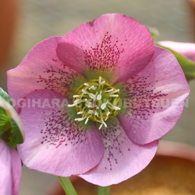 楽天市場】クリスマスローズ ピンク系（シングル）大苗 : おぎはら植物園