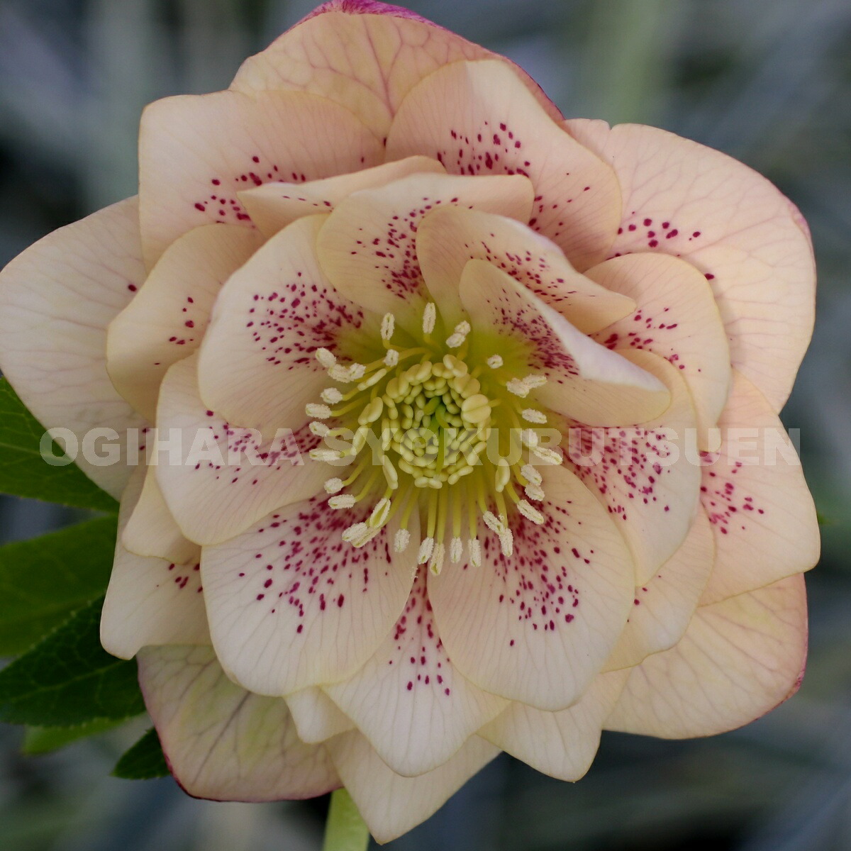 楽天市場】クリスマスローズ アプリコット スポット ダブル 大苗 : お