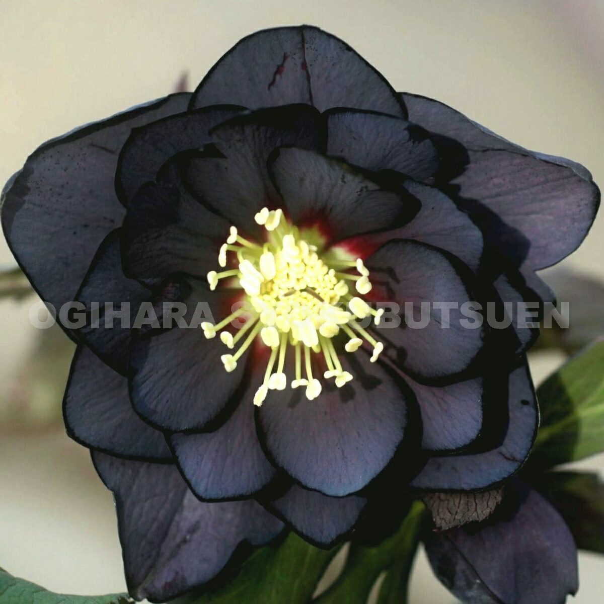 クリスマスローズ 小苗 SDノスタルジア セルフ 1苗 クリスマスローズ