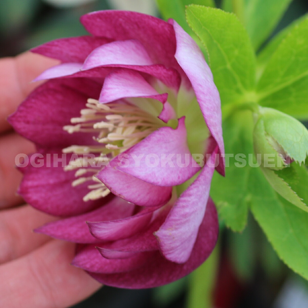 楽天市場】クリスマスローズ リバーシブル ダブル 大苗 : おぎはら植物園