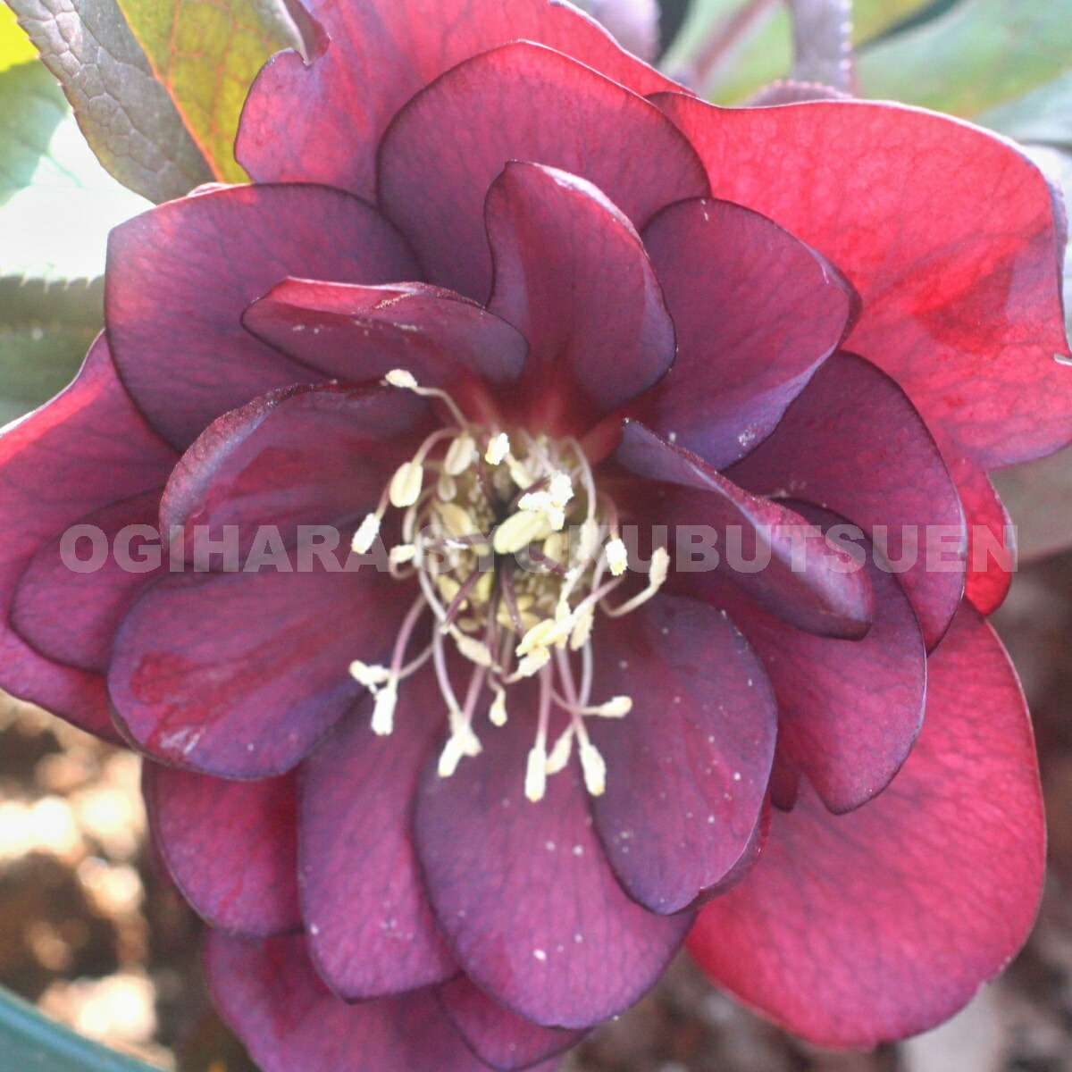 楽天市場】クリスマスローズ レッド ダブル 大苗 : おぎはら植物園