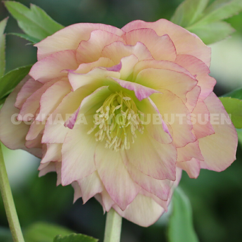 楽天市場】クリスマスローズ 多弁ダブル アプリコット系 大苗 : お