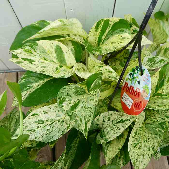 楽天市場】ポトス マーブルクイーン 5号吊り鉢 斑入り 観葉植物 枝垂れ